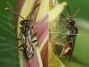 Nomada (furva)